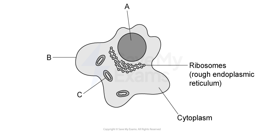 Diagram of a cell showing rough endoplasmic reticulum with ribosomes, labelled cytoplasm. Tags A and B pointing at smaller structures.