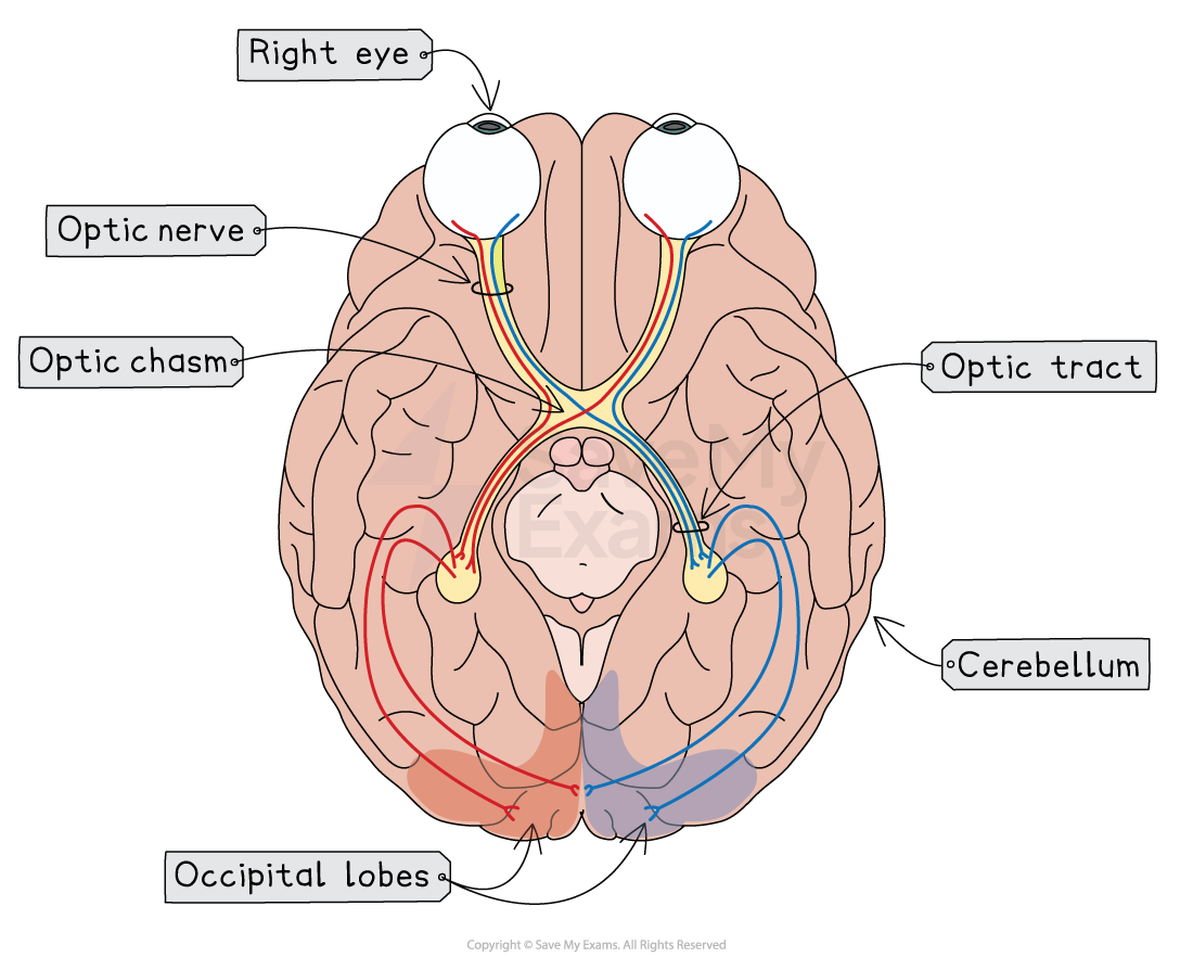 Diagram of the human brain illustrating visual pathways, including the optic nerve, optic chiasm, optic tract, occipital lobes, and cerebellum.