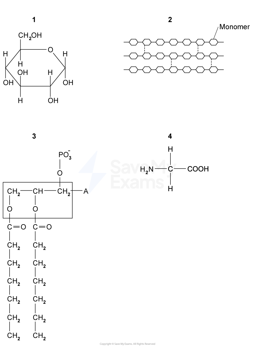 Four molecular structures: 1. Hexagonal C and H compound. 2. Monomer chain. 3. Phospholipid with carbon chains. 4. Amino acid with NH2 and COOH groups.