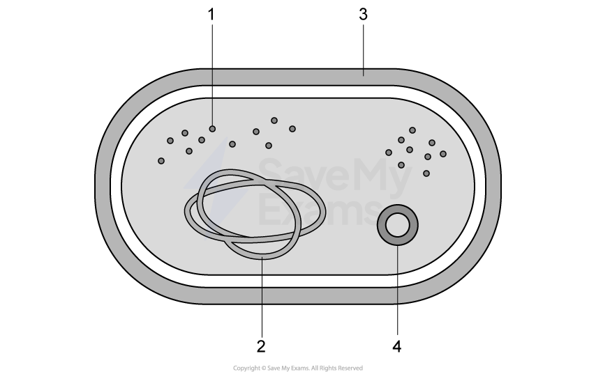 Diagram of a prokaryotic cell.