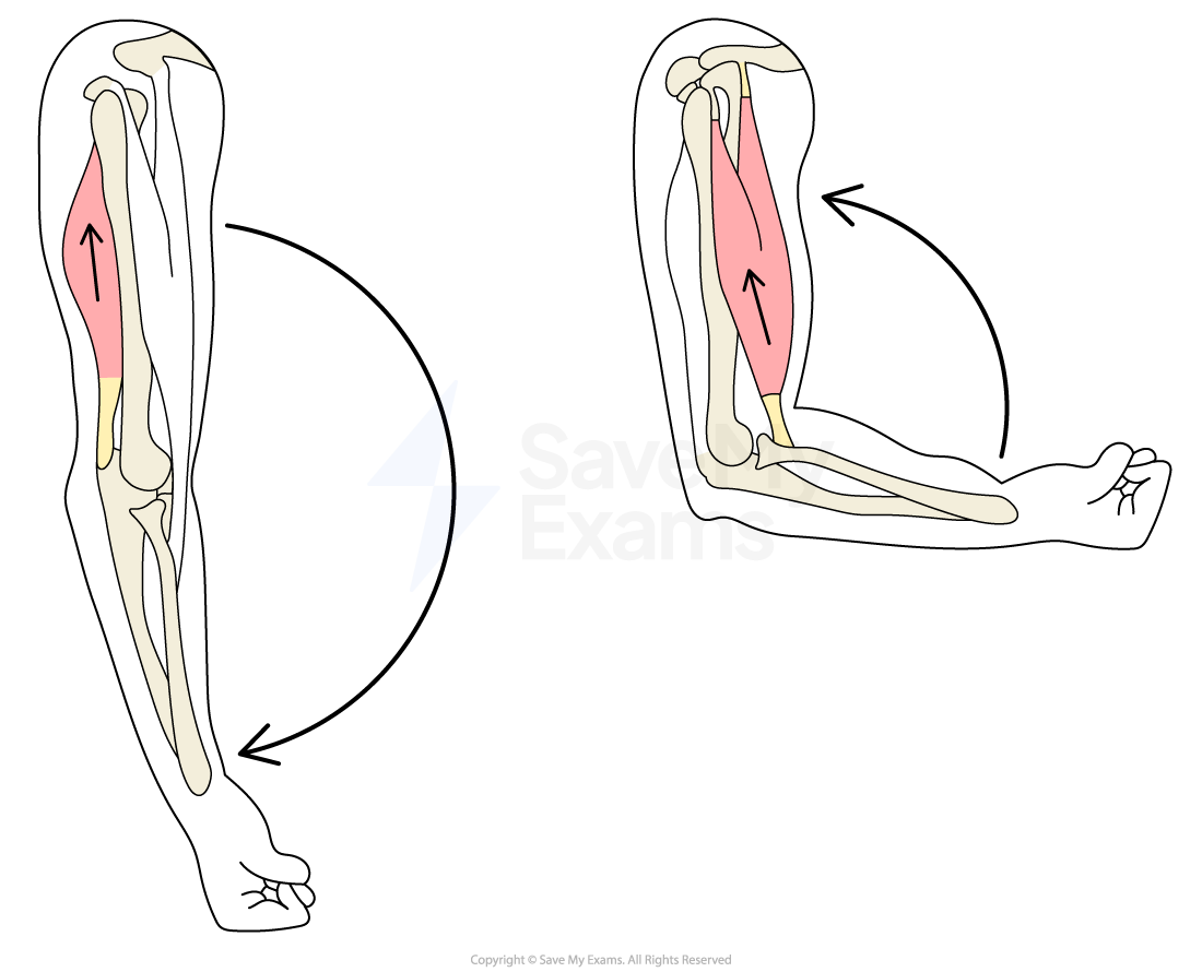 Diagram showing arm movement with bones and muscles highlighted. The left image displays an extended arm, while the right shows a bent arm with arrows.
