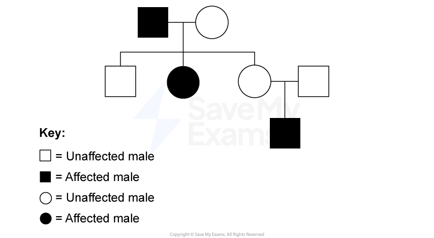 A pedigree chart showing a family with two generations. It includes affected and unaffected males and females, indicated by filled and unfilled shapes.
