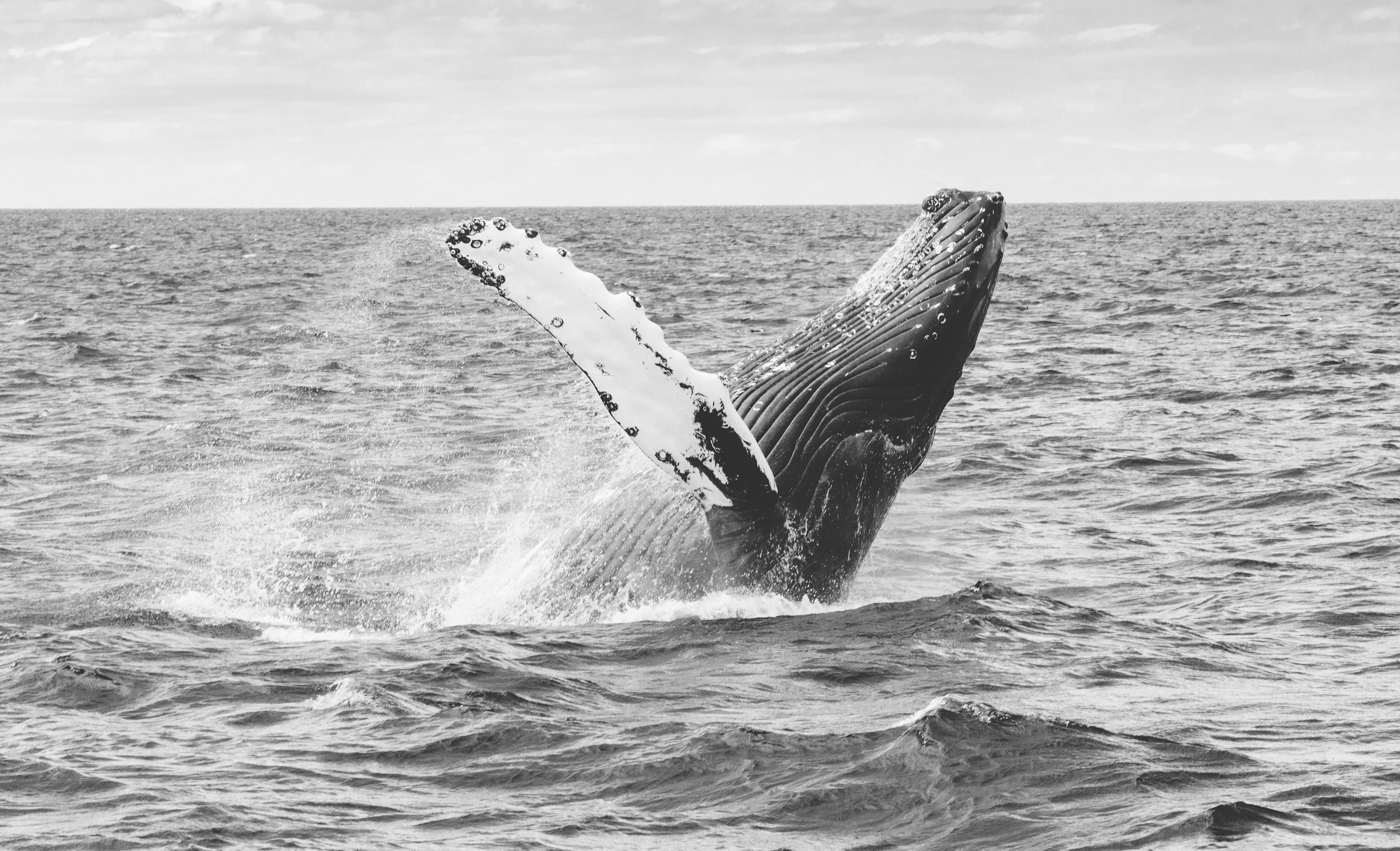 A photograph of a blue whale breaching the ocean surface.