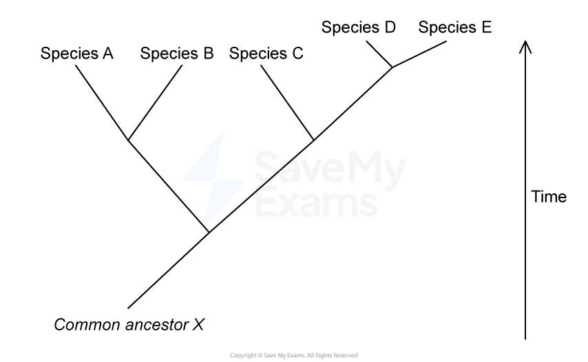 Phylogenetic tree showing species A to E diverging from a common ancestor X, with time increasing upwards.