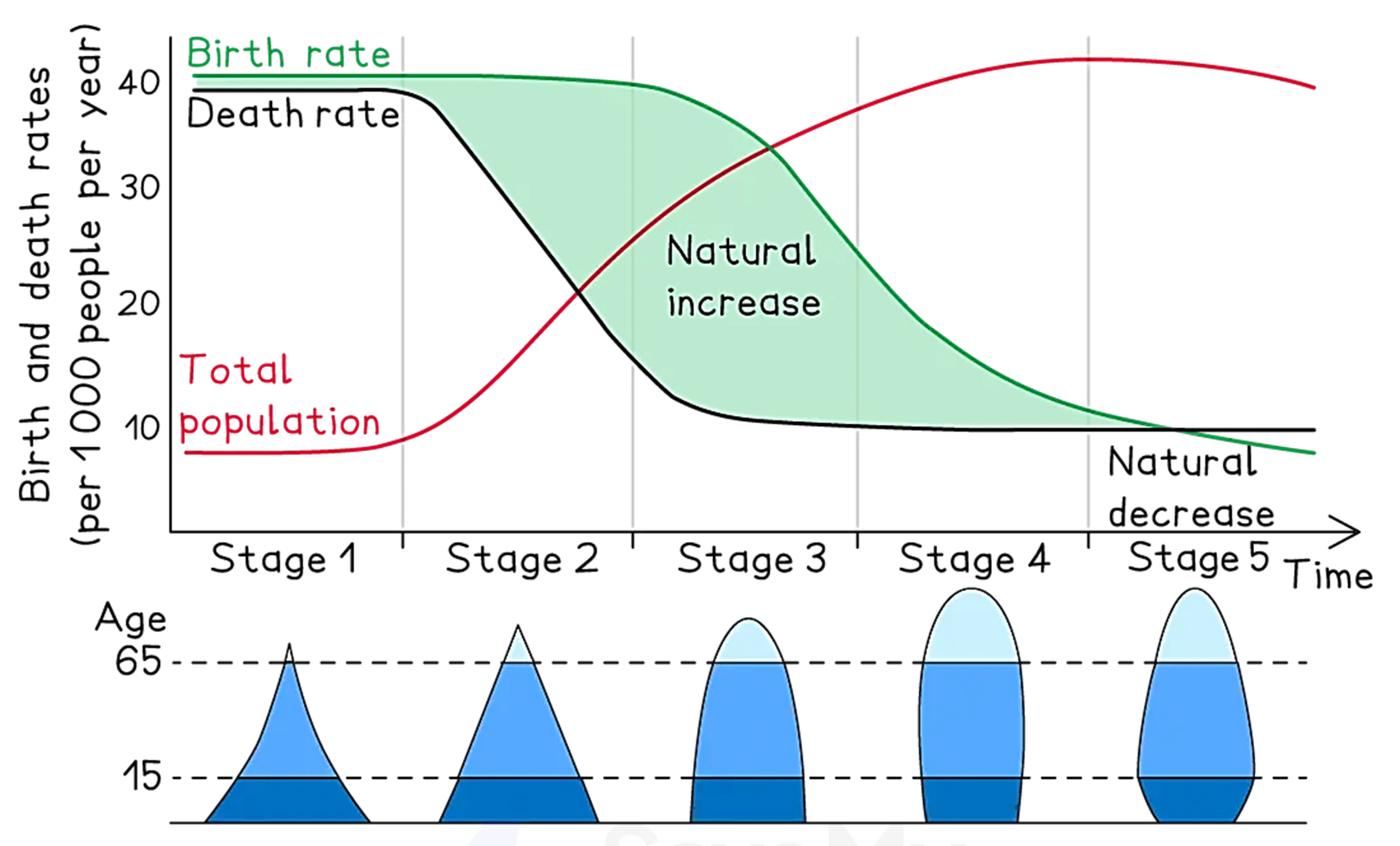 Demographic transition model graph showing birth, death rates, and population changes in five stages over time, with age pyramids for each stage.