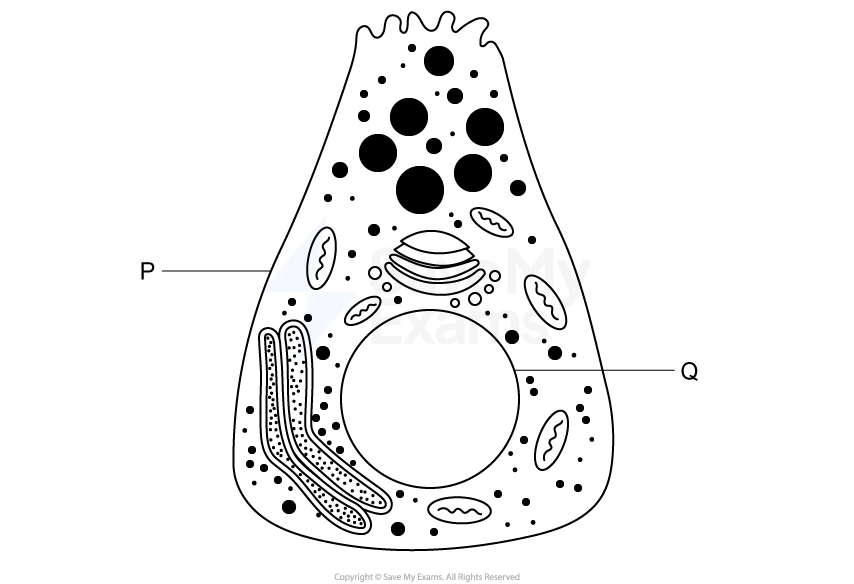 Diagram of a cell with labelled parts 'P' as the cell membrane and 'Q' as the nucleus
