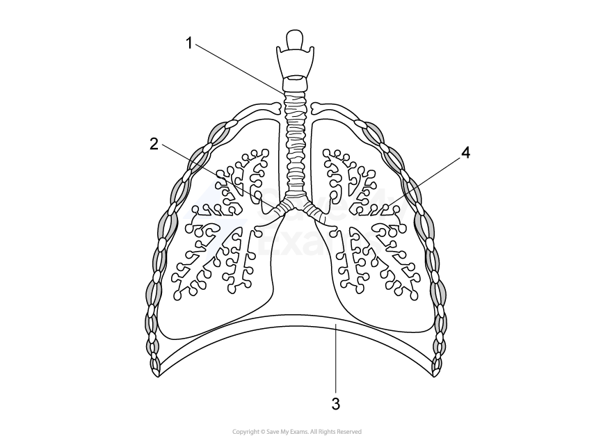 Diagram of human lungs and trachea, labelled numerically with bronchial tubes branching into lung sections, and diaphragm shown below.