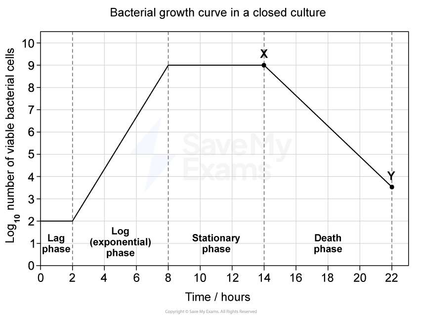 Graph showing bacterial growth curve over 22 hours with phases: lag, exponential, stationary, death. Points X and Y mark shifts in stationary and death phases.