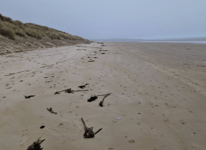 Foggy beach with scattered seaweed and footprints in the sand, dunes to the left, and the horizon barely visible under an overcast sky.