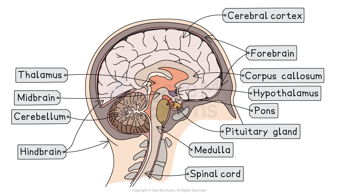 Diagram of human brain labelled with parts including cerebral cortex, thalamus, cerebellum, corpus callosum, hypothalamus, medulla, and spinal cord.