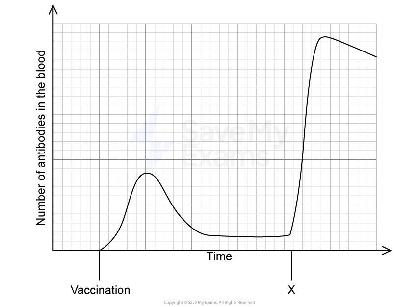 Graph showing antibody levels over time, with a sharp rise after vaccination, dropping, then rising significantly again at event X.