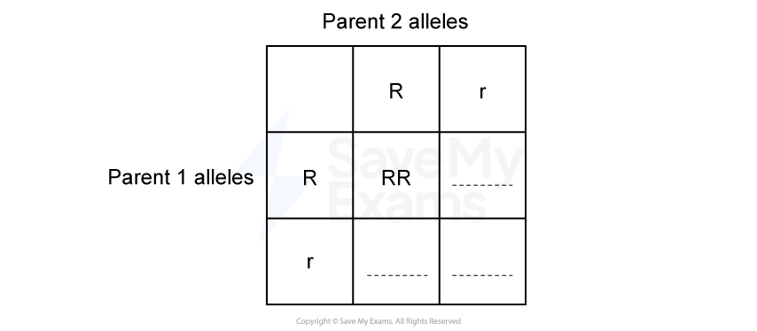 Punnett square with two alleles: R (dominant) and r (recessive), showing possible genetic combinations from two parents. Only one combination "RR" is completed.
