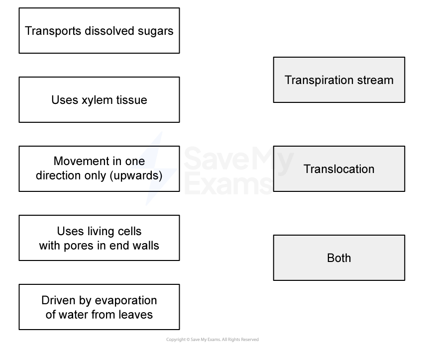 Diagram comparing transpiration stream and translocation, with characteristics like "Transports dissolved sugars" and "Driven by evaporation of water".