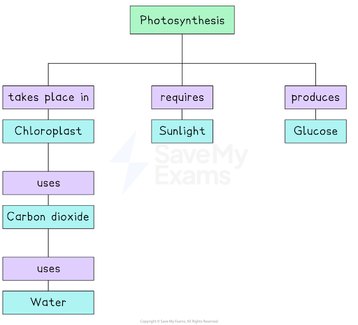 Concept map for photosynthesis