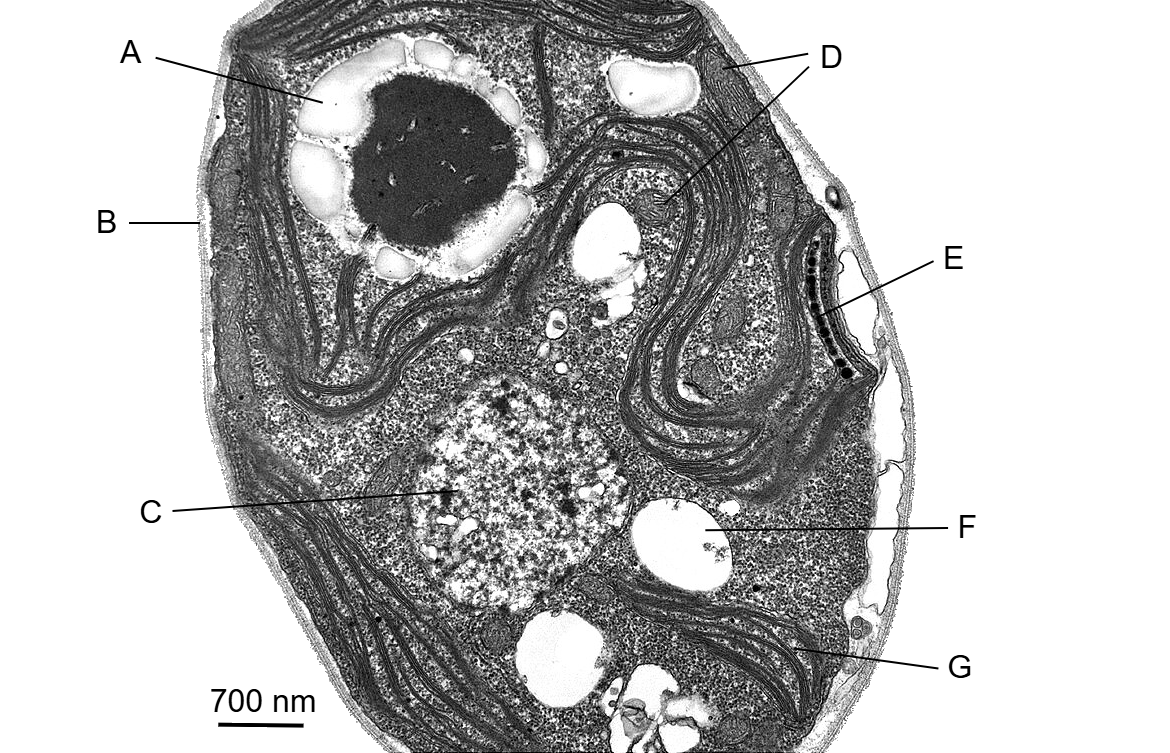 Electron micrograph of a cell cross-section, showing internal structures labelled A to G. Scale bar is 700 nanometres.