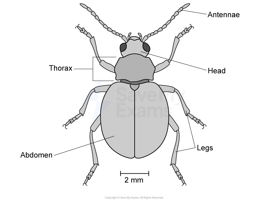 Diagram of an organism with labelled parts: antennae, head, thorax, abdomen, and legs. 