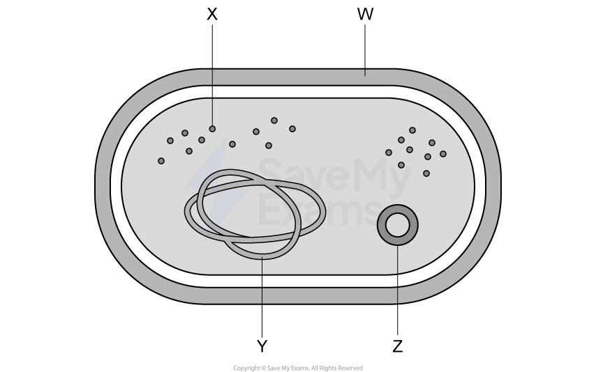 Diagram of a prokaryotic cell with labelled parts: W - cell wall, X - ribosomes, Y - nucleoid, Z - plasmid Contains inner cell details.