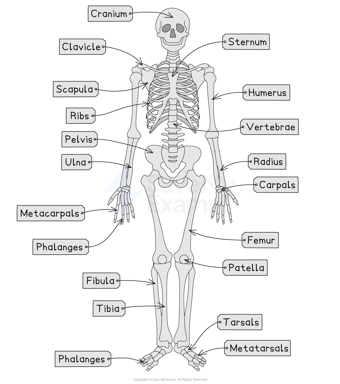Diagram of human skeleton with labels for bones, including cranium, vertebrae, ribs, pelvis, femur, tibia, clavicle, and phalanges.