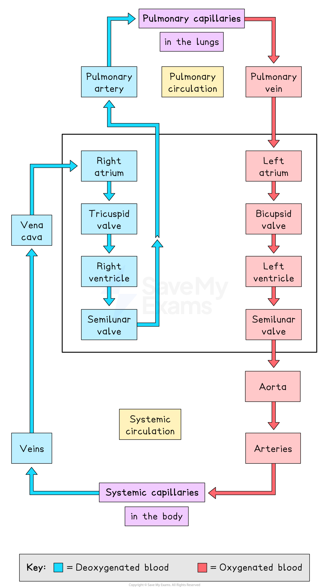 Diagram of blood circulation showing systemic and pulmonary circulation, heart chambers, and valves. Blue arrows for deoxygenated blood, red for oxygenated.