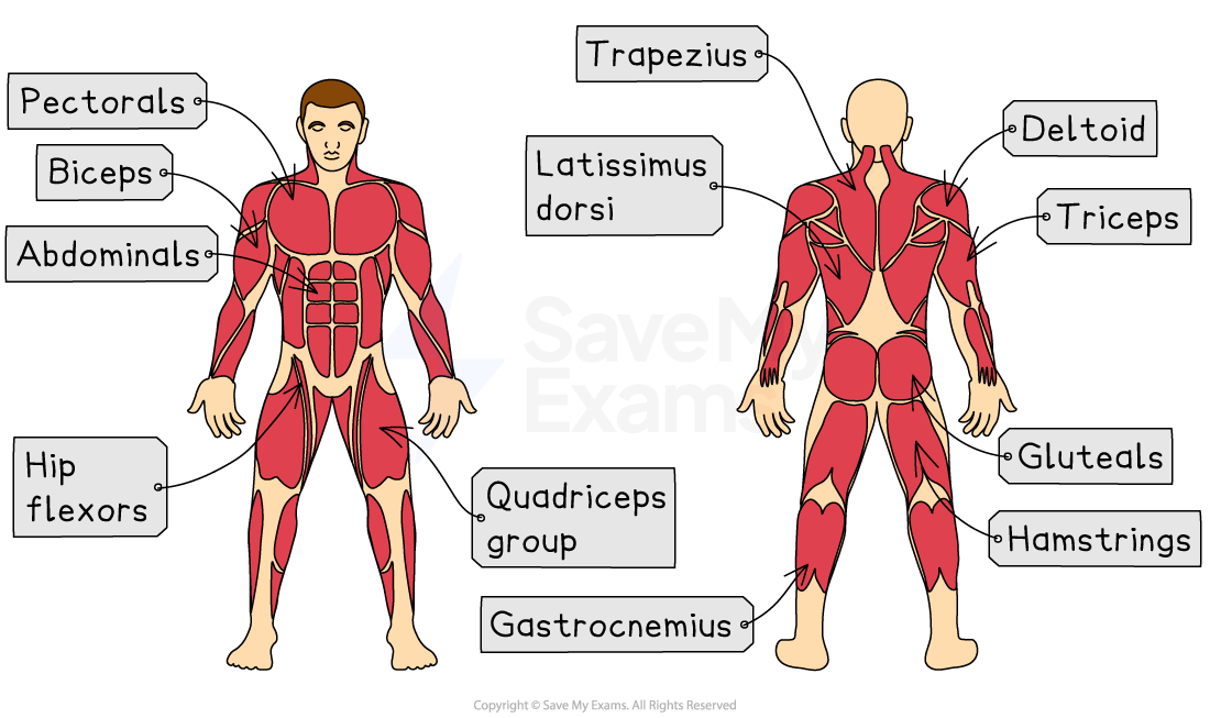Front and back views of a male human muscular system with labelled muscles: pectorals, biceps, abdominals, quadriceps, trapezius, gluteals.