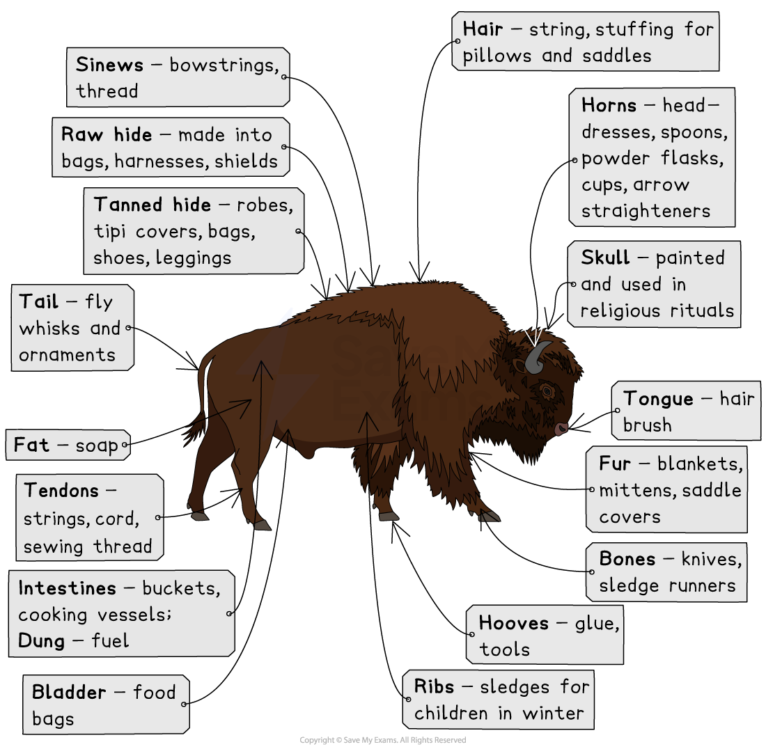 Diagram of a bison detailing uses of its parts, such as sinews for thread, bones for tools, fur for blankets, and dung for fuel, among others.
