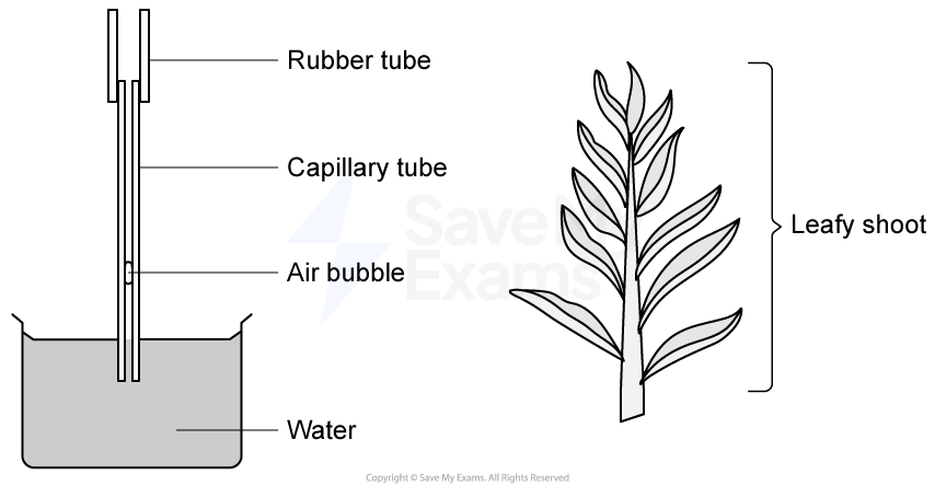 Diagram of a water uptake experiment showing a leafy shoot in a rubber tube, connected to a capillary tube with an air bubble above a water source.