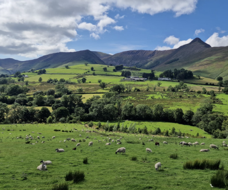 Pastoral landscape with lush green fields, sheep grazing, scattered trees, and distant rolling hills under a partly cloudy blue sky.