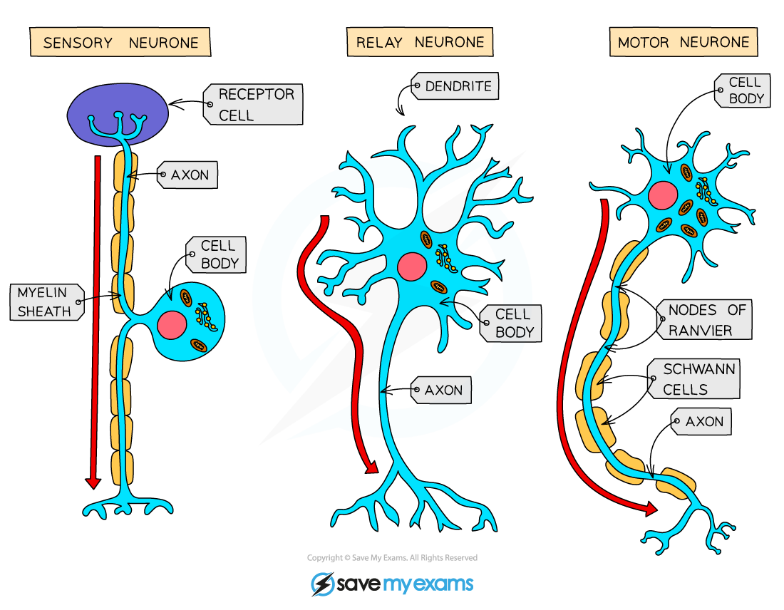 Diagram showing sensory, relay, and motor neurones with labelled parts: receptor cell, dendrite, axon, cell body, myelin sheath, Schwann cells, nodes of Ranvier.