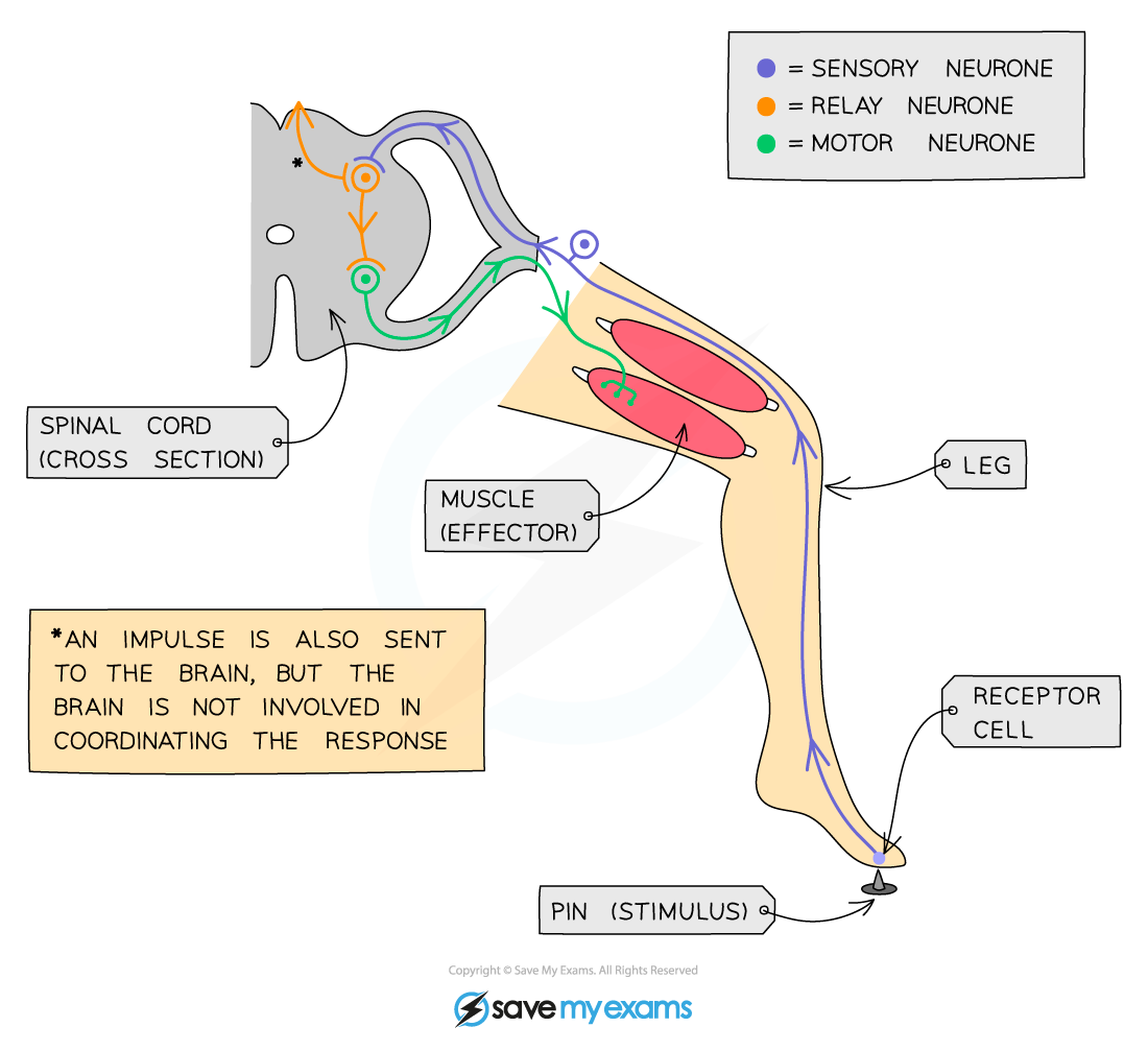 Diagram of a reflex arc showing a leg. Includes sensory, relay, and motor neurones connecting receptor cells and muscle via the spinal cord.