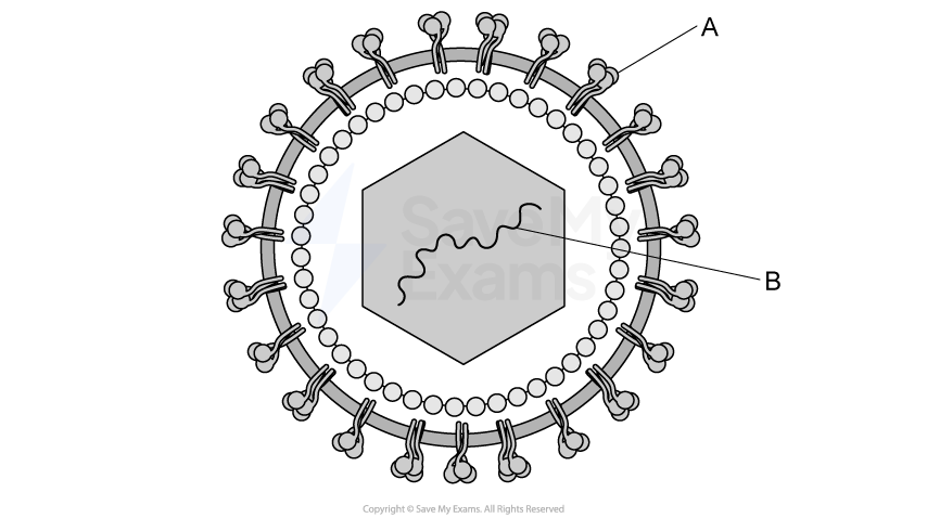 Diagram of a virus structure with labelled parts: A indicates surface proteins on the outer envelope, B points to genetic material inside the hexagonal core.