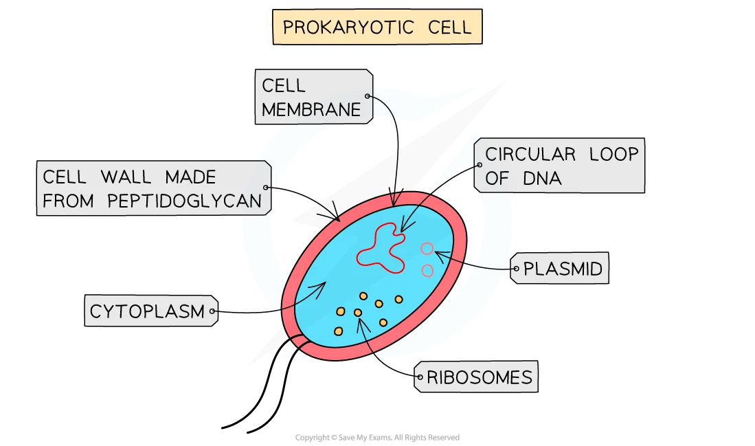 Diagram of a prokaryotic cell showing cell membrane, cell wall, cytoplasm, circular DNA loop, plasmid, and ribosomes with labels.