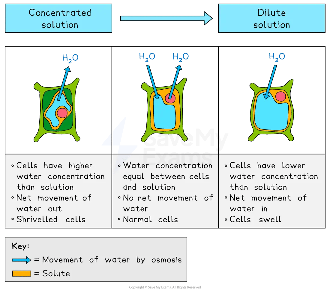 Illustration of osmosis effects on cells in concentrated, isotonic, and dilute solutions, showing water movement, cell appearance, and explanatory notes.