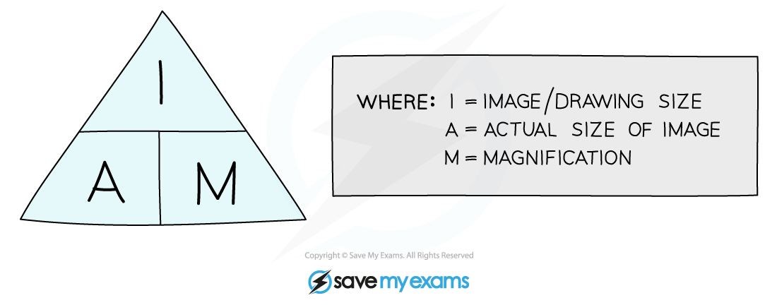 Triangle split into I, A, M. Explanation box: I=image size, A=actual size, M=magnification. Logo: Save My Exams.