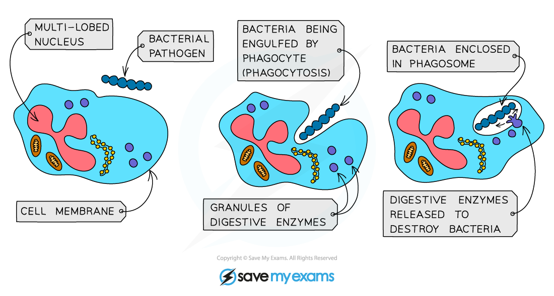 Diagram showing phagocytosis: a cell with a multi-lobed nucleus engulfs bacteria, forming a phagosome, and releases enzymes to digest them.