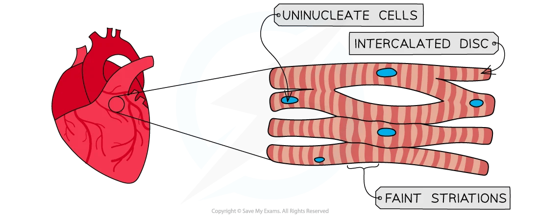 Diagram of a heart showing cardiac muscle with labels: uninucleate cells, intercalated disc, and faint striations, highlighting structural features.