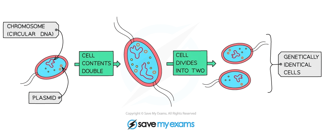 Diagram illustrating bacterial cell division: circular DNA and plasmid double, the cell splits into two genetically identical cells.