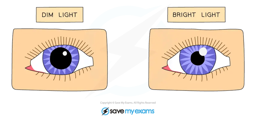 The pupil reflex ensures that the retina receives the correct amount of light without getting damaged by too much light