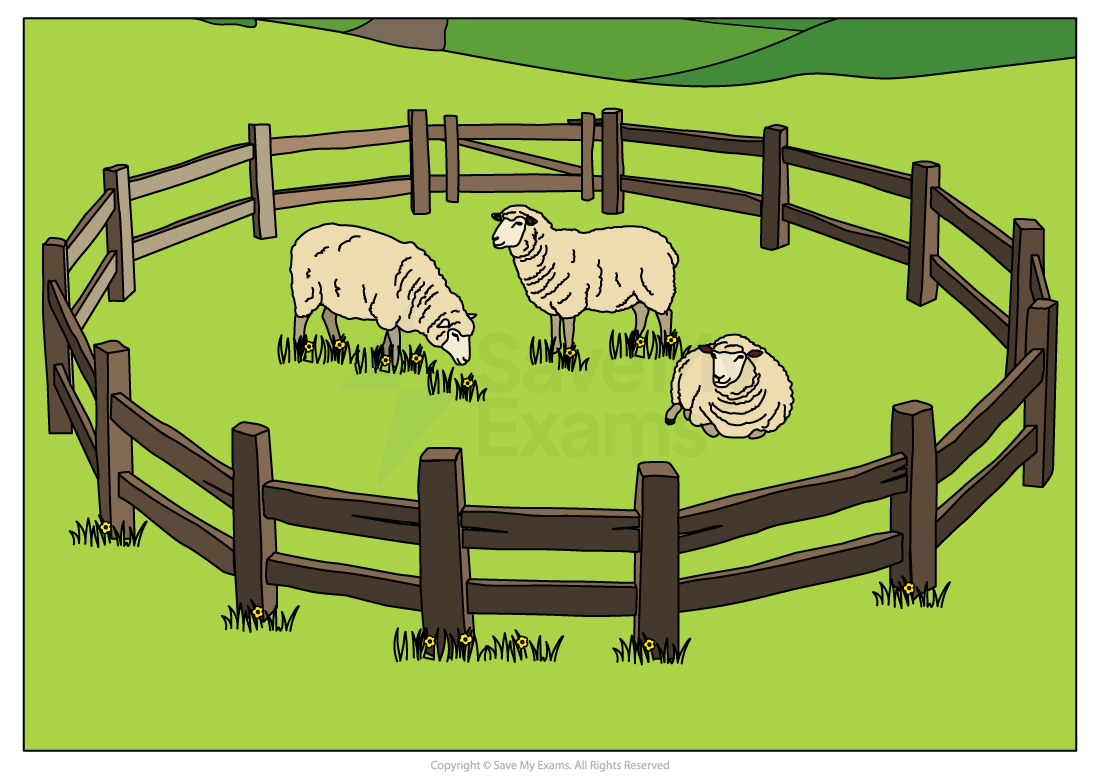 Three sheep inside a circular wooden fence; two grazing on green grass, one lying down. The background features green hills.
