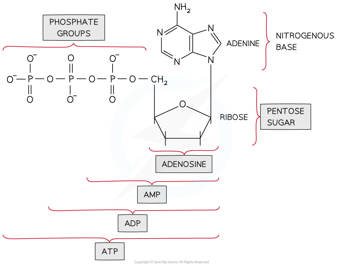 Diagram showing the structure of adenosine with phosphate groups, ribose, and adenine, forming AMP, ADP, and ATP. Includes labels for components.