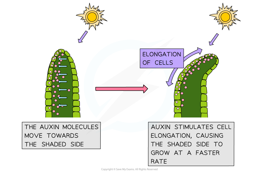 Diagram showing auxin movement to the shaded side of a plant, causing cell elongation and bending towards light source indicated by the sun.