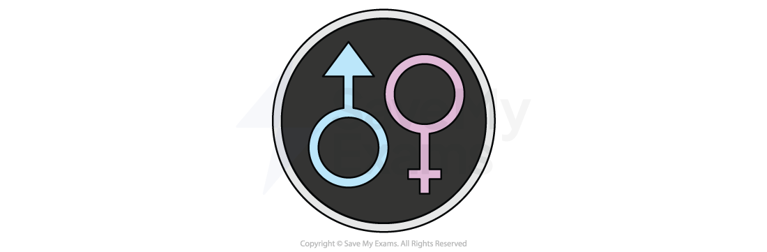 Symbols for male and female in blue and pink, respectively, inside a black circle with white border, representing gender icons.
