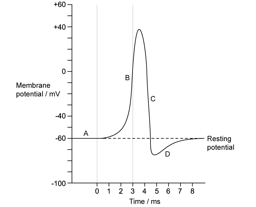 Graph of membrane potential over time in milliseconds, showing phases A to D, with depolarisation peak at 3 ms and resting potential at -60 mV.