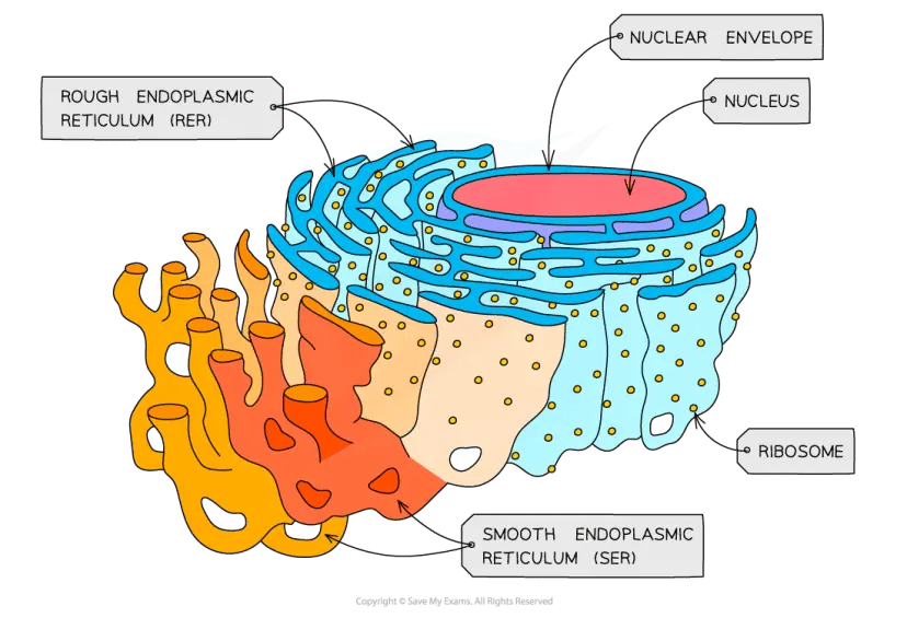 Diagram of a cell's endoplasmic reticulum showing labelled parts: nucleus, nuclear envelope, rough and smooth ER, and ribosomes.