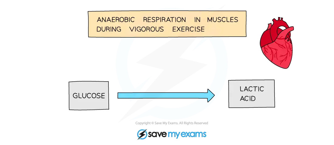 Diagram showing anaerobic respiration in muscles during exercise, converting glucose to lactic acid, with a red heart illustration on the right.