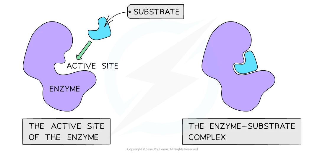 Diagram showing enzyme-substrate interaction. The substrate fits into the enzyme's active site, forming the enzyme-substrate complex.