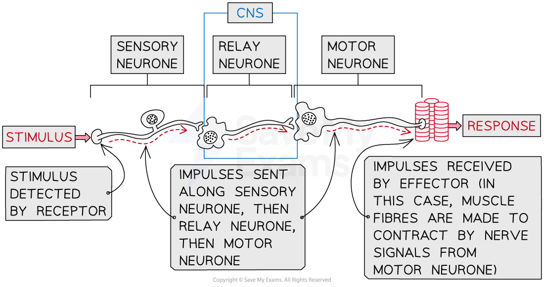Diagram of a reflex arc showing sensory, relay, and motor neurones transmitting impulses from stimulus to response in a muscle fibre.