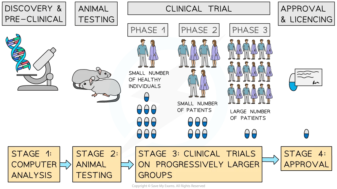 Flowchart of drug development stages: discovery, animal testing, clinical trials in increasing phases, and approval. Includes images of DNA, mice, and test subjects.