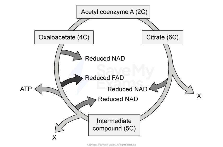Diagram of the Krebs cycle, showing conversion of acetyl CoA to citrate, oxaloacetate, and intermediates with reduced NAD and FAD production.
