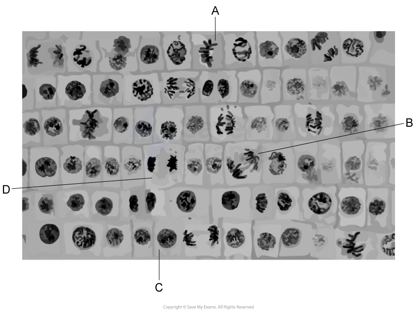 Microscopic view of plant cells labelled A, B, C, and D, showing different stages of mitosis with varied chromosomal arrangements inside cell walls.