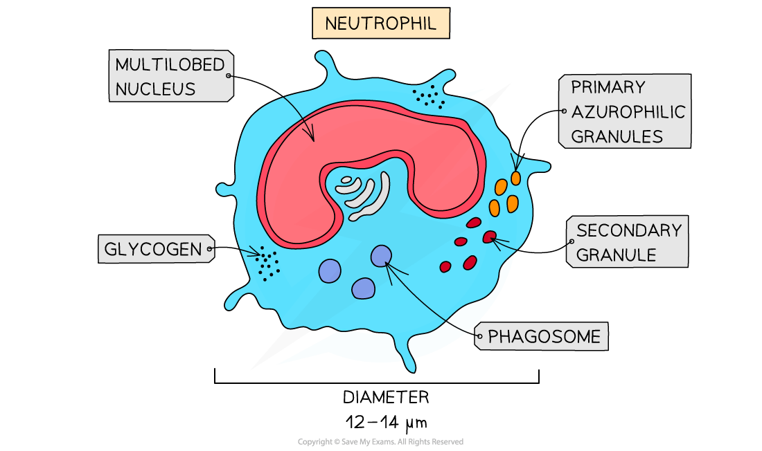 Diagram of a neutrophil with labelled parts: multilobed nucleus, glycogen, primary and secondary granules, phagosome; diameter 12-14 µm.